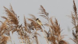 Pallas's Reed Bunting.jpg