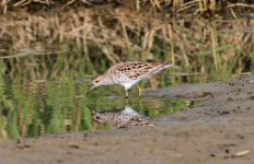 Sharp-tailed Sandpiper.jpg