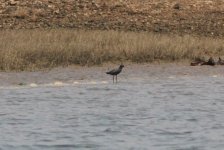 Spotted Redshank.jpg