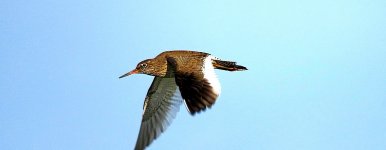 4649Redshank.jpg