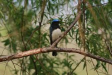 Blue and White Flycatcher.jpg