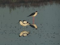 2014.04.12 Avocet & Black-winged Stilt.JPG