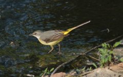 Grey Wagtail.jpg