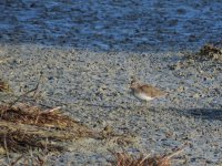 2014.04.12 Temmincks Stint.JPG