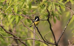 Yellow-bellied Tit.jpg