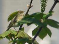 Willow Warbler_Torry_090514a.jpg