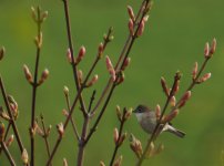 Whitethroat_St Fitticks_090514a.jpg