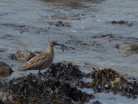 Whimbrel_Girdle Ness_090514a.jpg