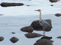 Grey Heron_Girdle Ness_090514a.jpg