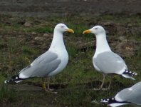 Herring Gull_St Fitticks_090514a.jpg