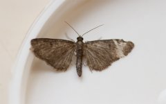 April-Moth-3.jpg