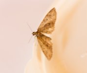 April-Moth-4.jpg