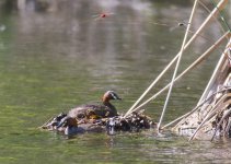 Little Grebe.jpg