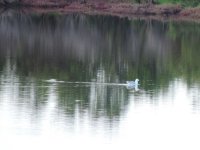 2014.05.25 Slender-billed Gull (Chroicocephalus genei).JPG