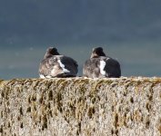 oystercatchers.JPG