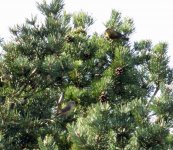 crossbills.JPG