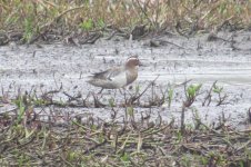 garganey pair 006.jpg