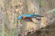 2722 kingfisher.jpg