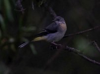 grey wagtail.JPG