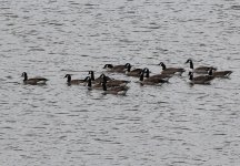 canada geese.JPG