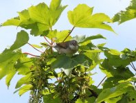 whitethroat.JPG