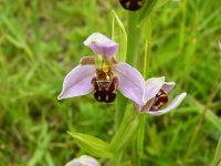 Bee Orchid type 1.jpg