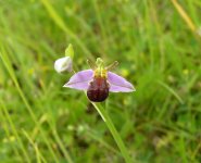 Bee Orchid type 2.jpg