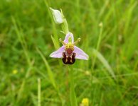 Bee Orchid 3.jpg