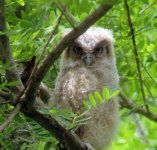 Tropical Screech-Owl juv.jpg