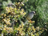 2014.04.30 Female Spectacled Warbler.JPG