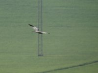 2014.04.12 Male Montagu's Harrier.JPG