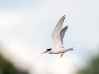 Little Tern (Sternula albifrons)_8.jpg