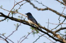 Blue and White Flycatcher.jpg