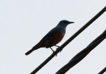 Blue Rock Thrush.jpg