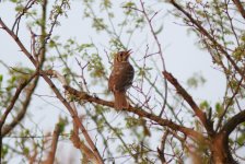 Chinese Thrush.jpg