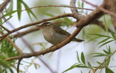 Eastern Crowned Warbler.jpg