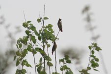 Japanese Waxwing.jpg