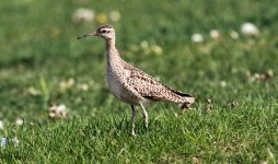 Little Curlew.jpg