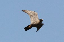 Peregrine Falcon.jpg