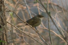 Raddes Warbler.jpg