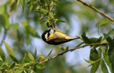 Yellow-bellied Tit.jpg