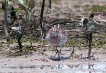 st sandpiper breed  DB GH4 stx95 tlsapo_1030160.jpg