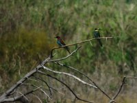 2014.07.03 Bee-eaters.JPG