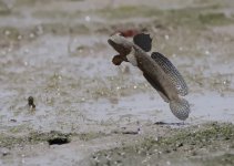 mudskipper jump DB GH4 stx95 tlsapo raw c_1030338.jpg