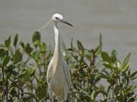 little egret DB GH4 stx95 tlsapo_1020227.jpg