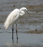 great egret breed DB GH4 stx95 tlsapo_1020772.jpg