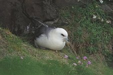 Fulmar 3 3.jpg