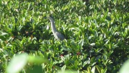 IMG_5777 Striated Heron @ Discovery Bay.JPG