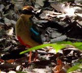 FairyPitta1.jpg