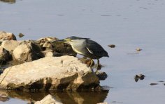 Striated Heron 2.jpg